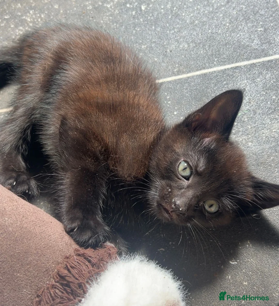 Mixed Breed cats for sale: Cute kittens  in Larne - Advert 5
