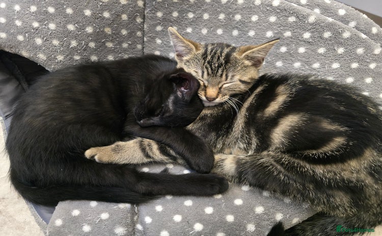 Domestic Shorthair cats - Advert 1