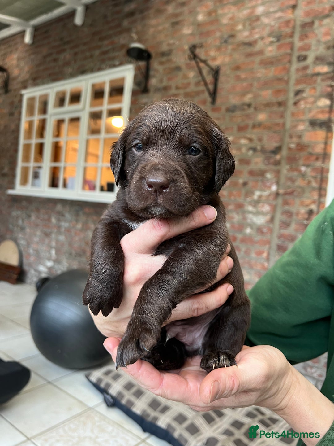 Springador dogs for sale: Quality Springadors: Health Tested, Working Lines - Advert 9