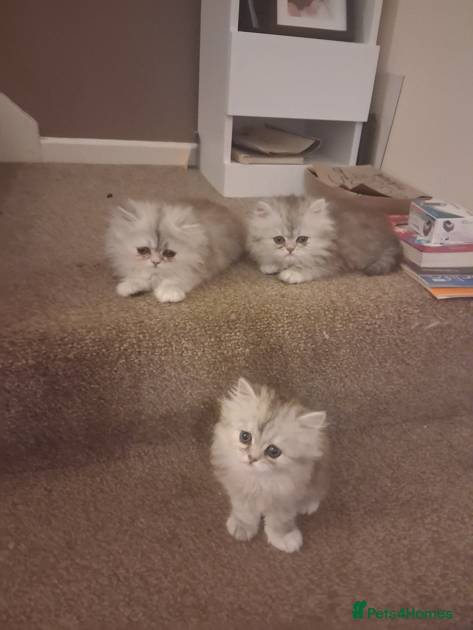 Persian cats 4 STUNNING PERSIAN KITTENS! - Advert 2