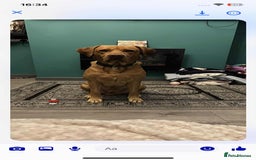 Labrador Retriever dogs for sale: Perfect Labrador Puppies - Image 9