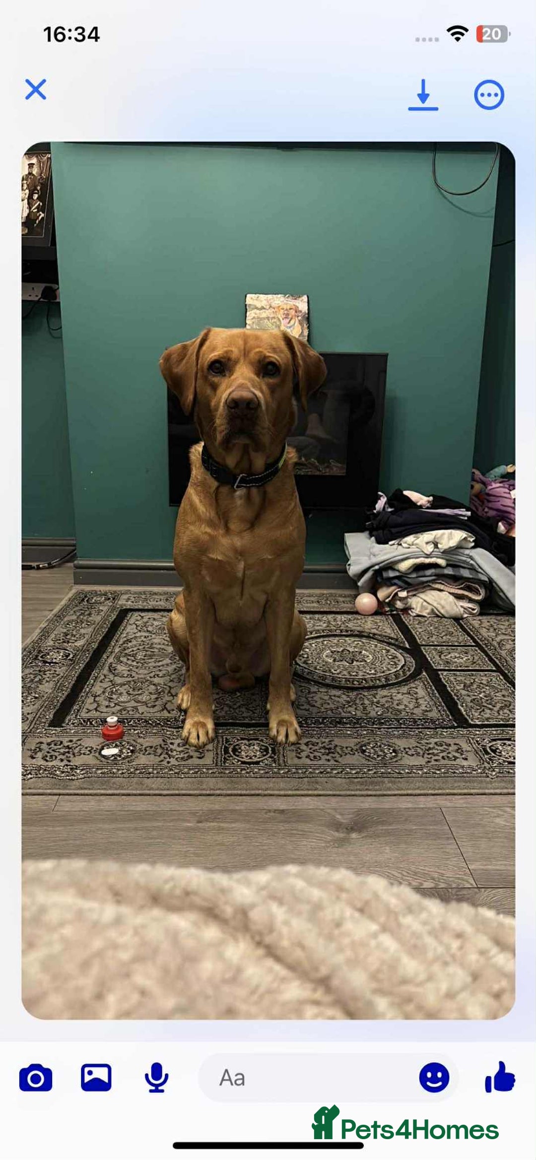 Labrador Retriever dogs for sale: Perfect Labrador Puppies - Image 9