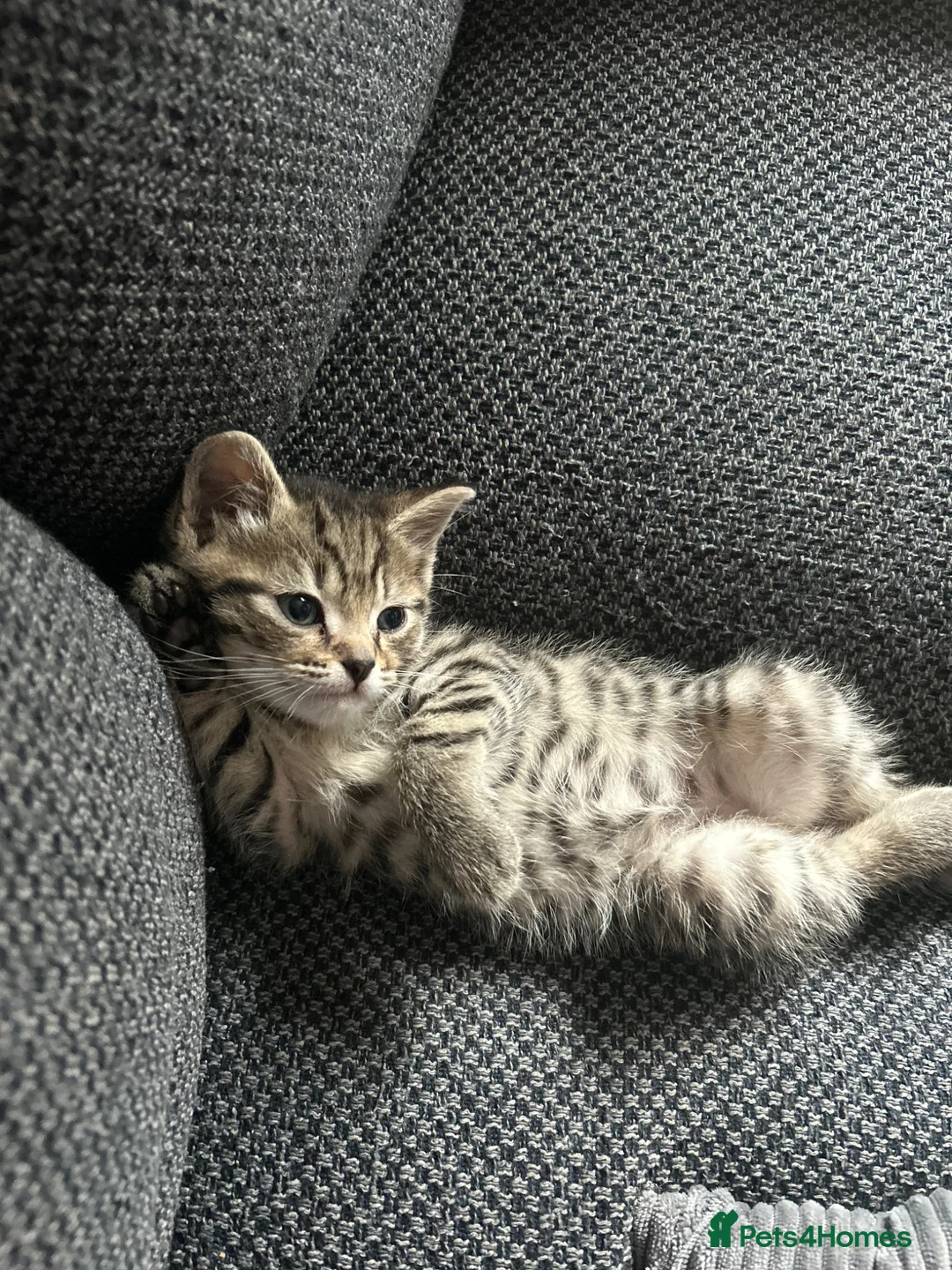 Mixed Breed cats for sale: Male half Scottish fold kitten 9 weeks old  - Advert 9
