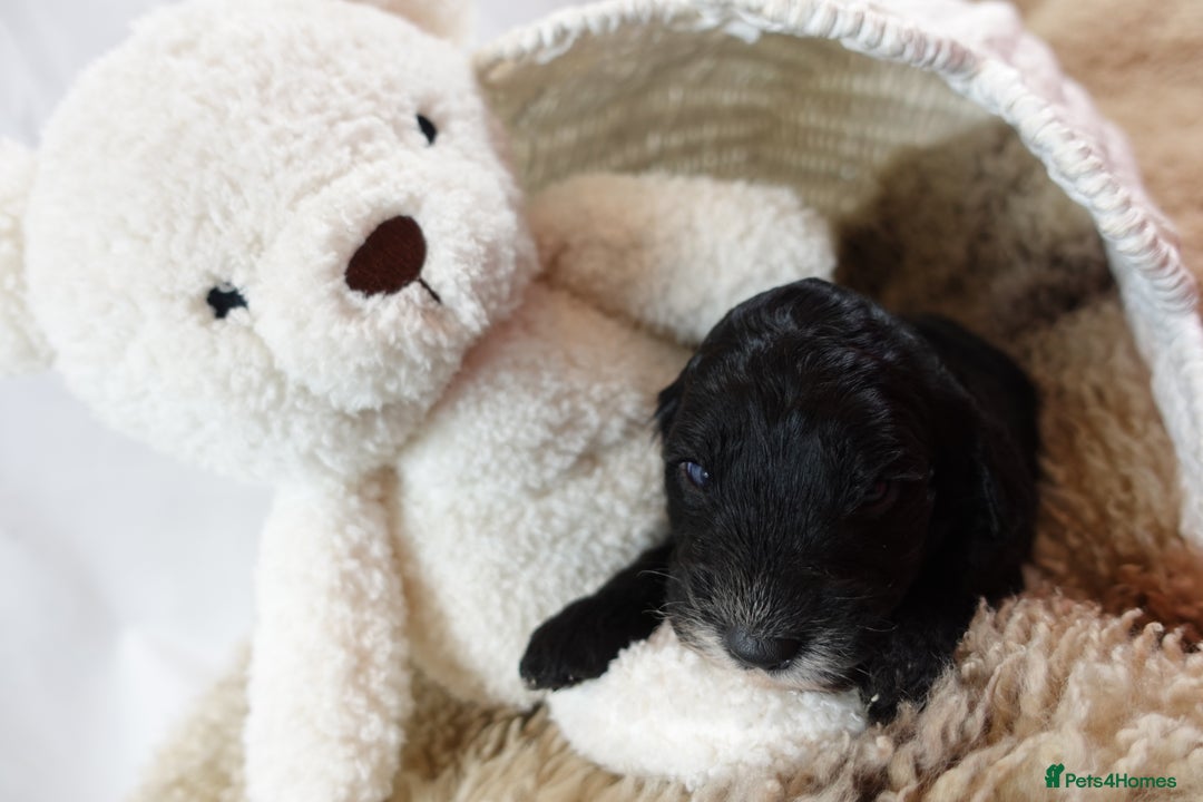 Sheepadoodle dogs for sale: Mini Sheepadoodle the wait is over!  - Image 38
