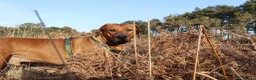 Rhodesian Ridgeback dogs for stud: Beautiful Rhodesian Ridgeback to Stud  in Lightwater - Advert 12