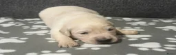 Golden Retriever dogs for sale: Beautiful Golden retriever Pups Showline KC Reg - Advert 19