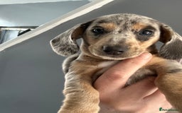 Dachshund dogs for sale: Beautiful mini dachshunds  - Image 4