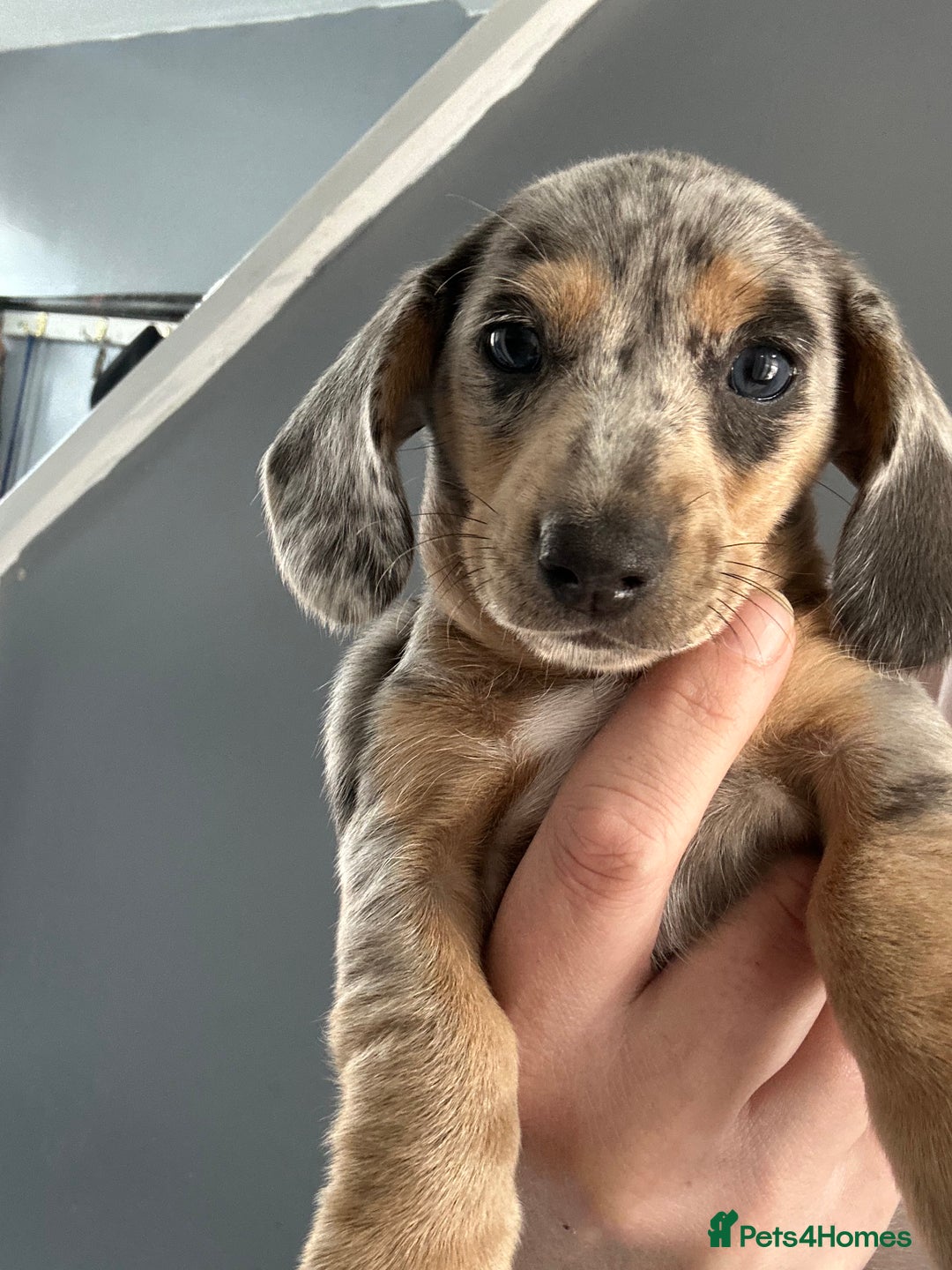 Dachshund dogs for sale: Beautiful mini dachshunds  - Image 4