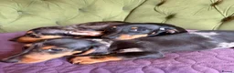 Miniature Dachshund dogs for sale: Mini sausage dogs. Family bred/health checked  - Advert 4