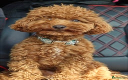 Toy Poodle dogs for stud: Handsome K.C Reg Red Toy poodle stud! - Image 3