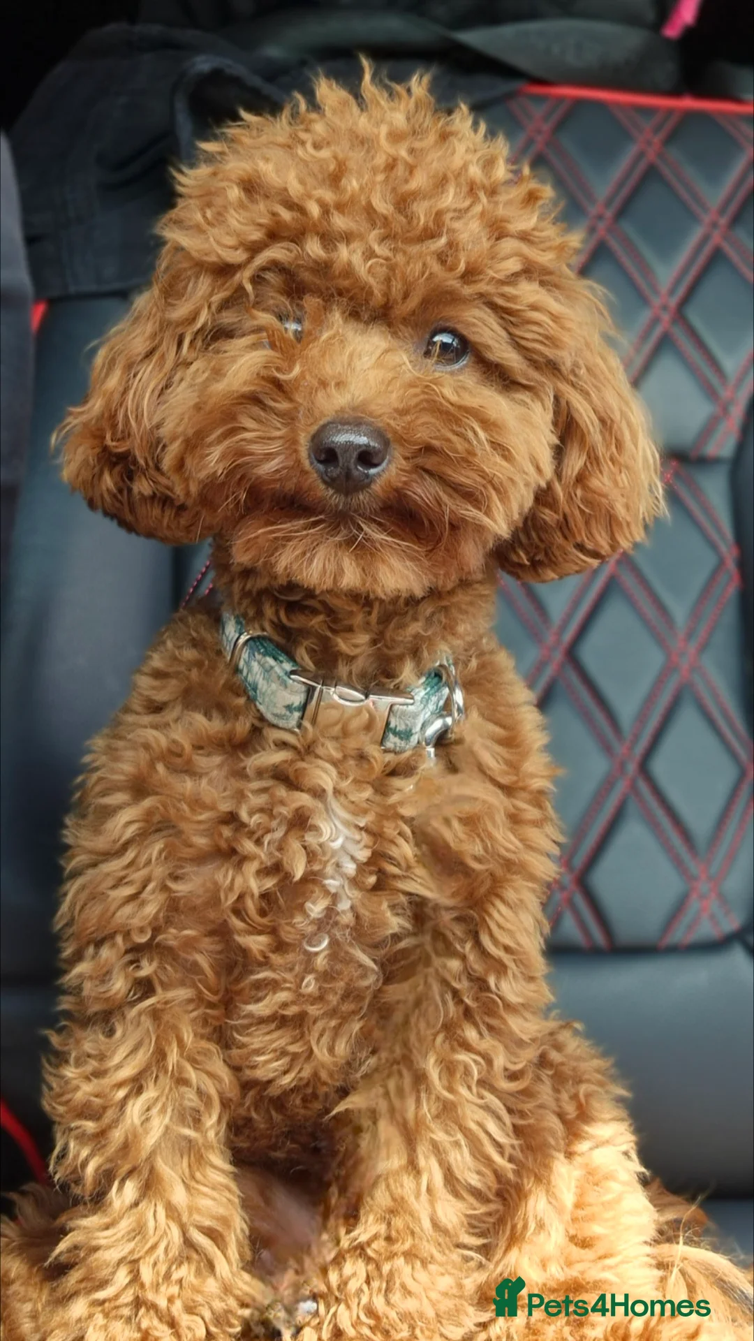 Toy Poodle dogs for stud: Handsome K.C Reg Red Toy poodle stud! - Advert 3
