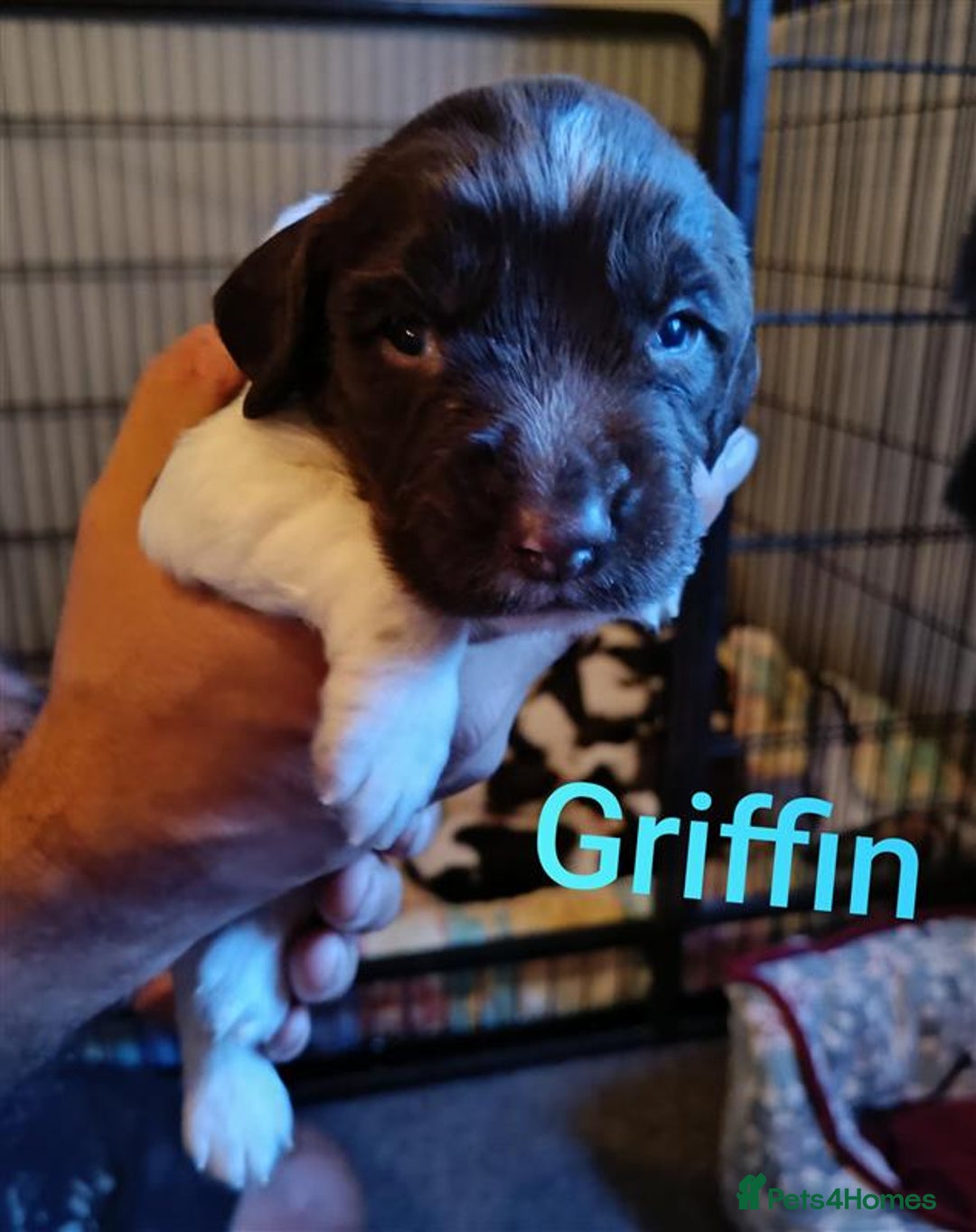 English Springer Spaniel dogs for sale: Working bred KC English Springer Spaniels puppies  - Image 26