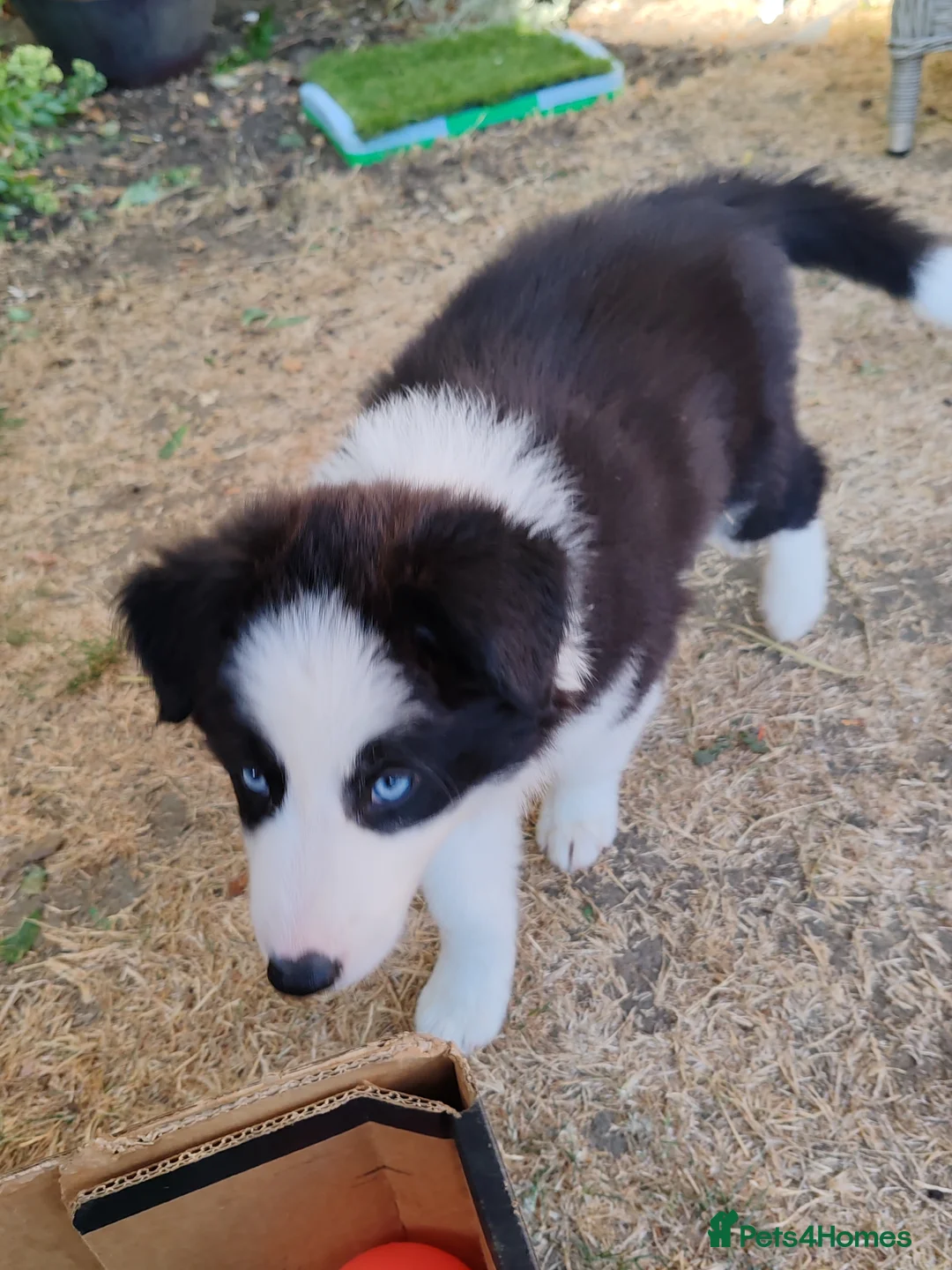 Mixed Breed dogs for sale: Border Collie/Husky Cross Puppies  - Advert 36
