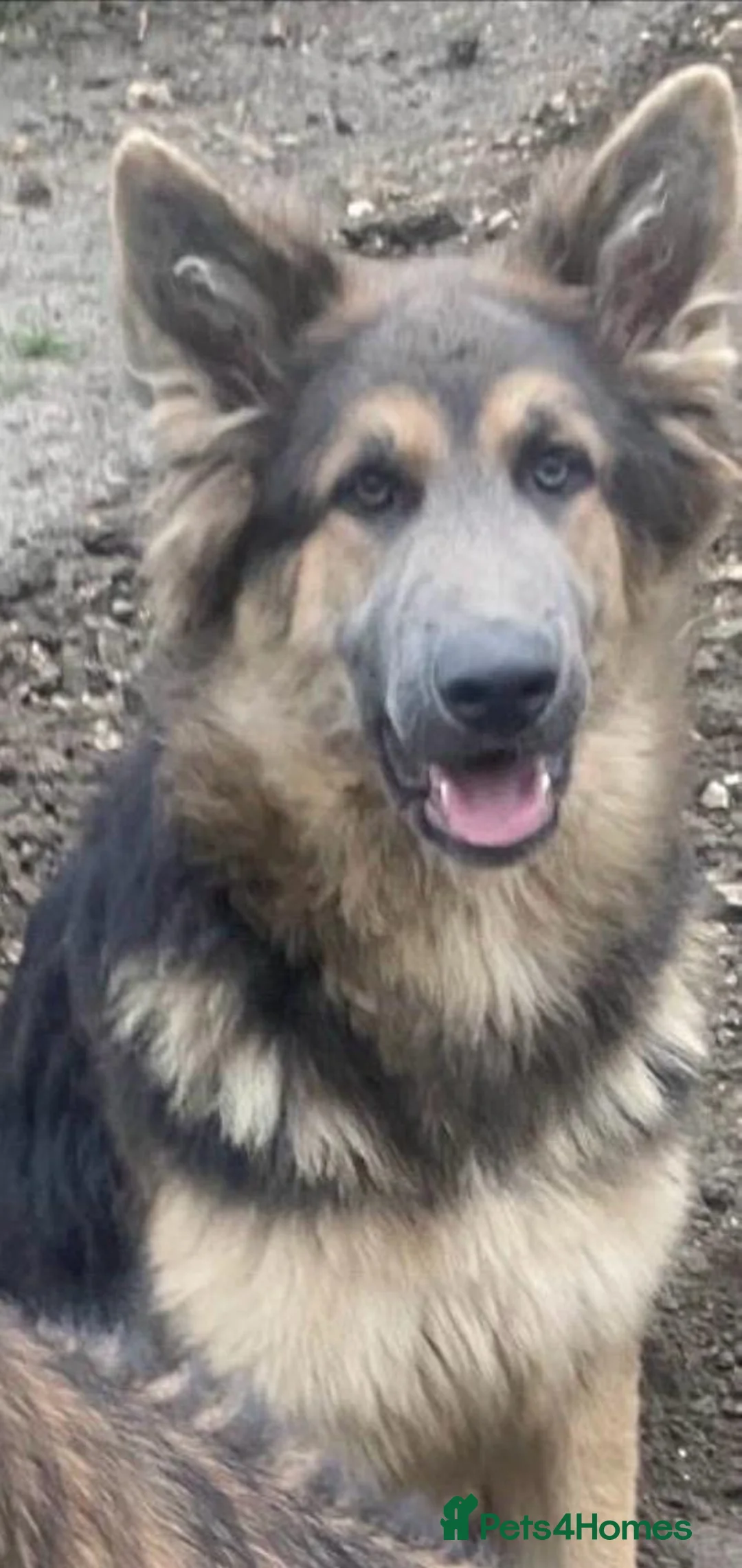 German Shepherd dogs for sale: 5 beautiful German shepherd puppies for sale  - Advert 2