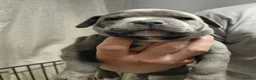 Staffordshire Bull Terrier dogs for sale: Beautiful Blue Staffordshire Bull Terrier Puppies in Portsmouth - Advert 6