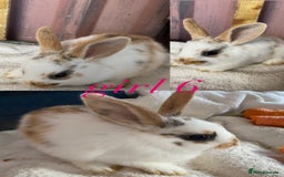 Mini Lion Lop rabbits for sale: mixed litter of mini lion lops - Image 7