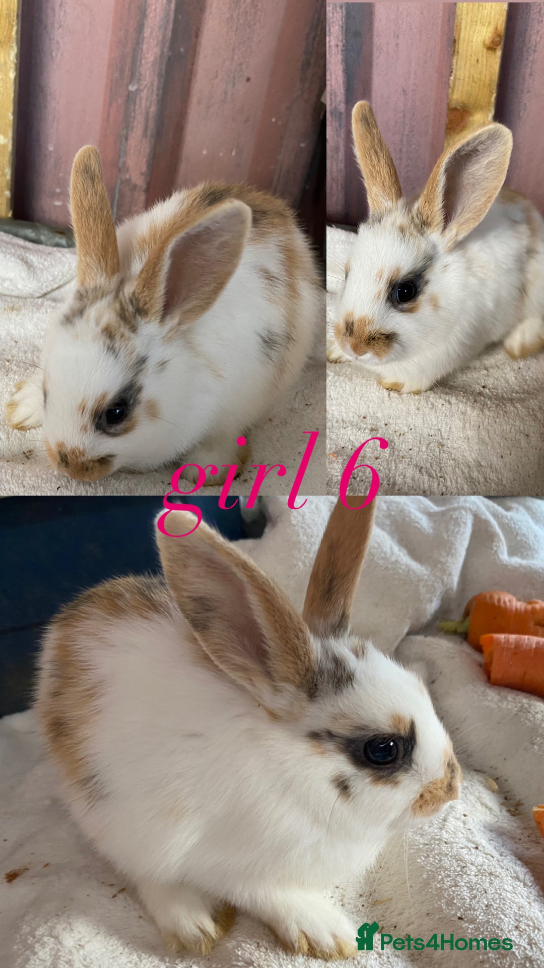 Mini Lion Lop rabbits for sale: mixed litter of mini lion lops - Image 7