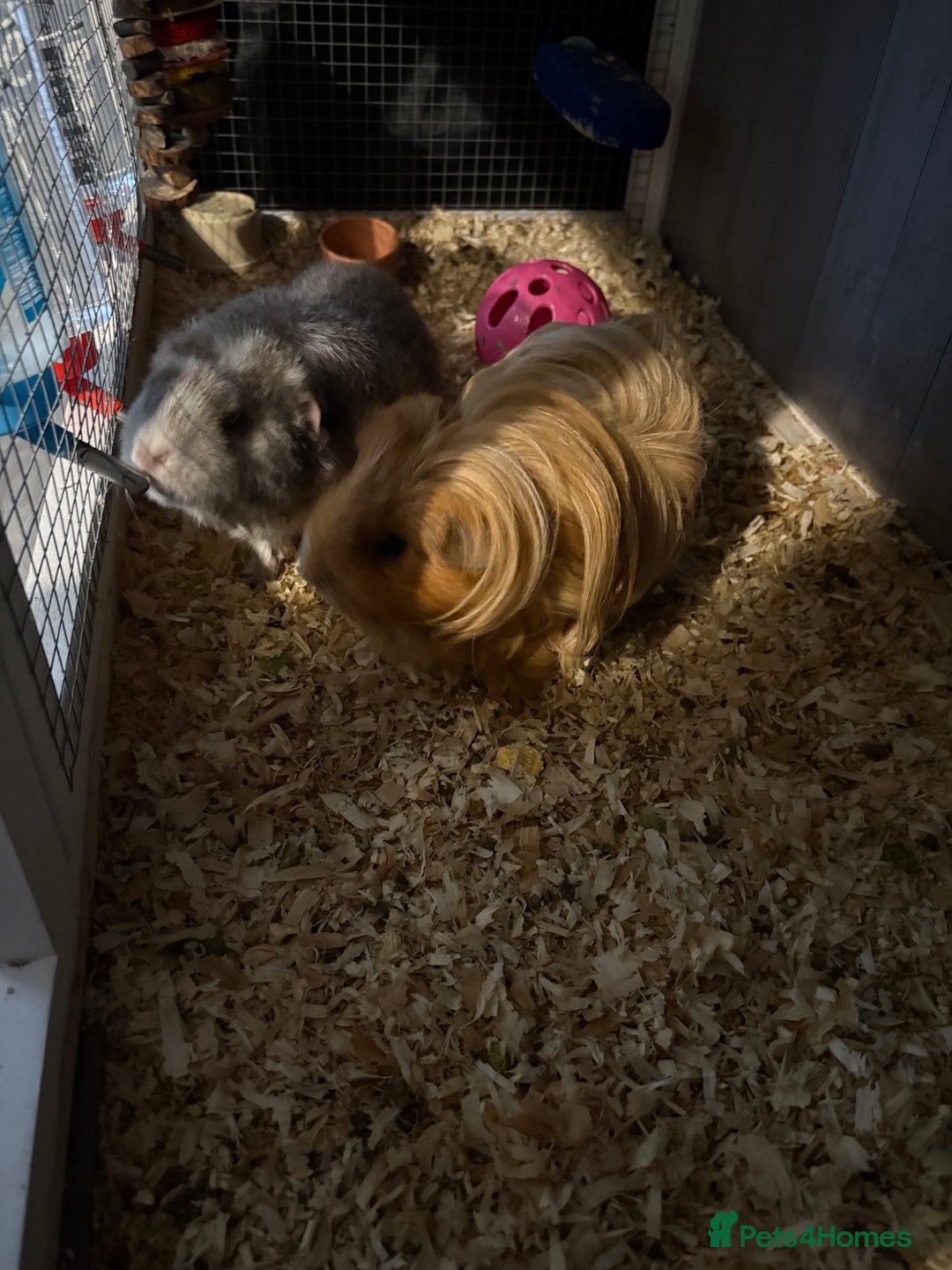 Guinea Pig rodents for sale: Two girls ‘ ivy and iris  - Image 9
