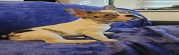 French Bulldog dogs for sale: French Bulldog Puppies – 3 Boys – Blue & Blue-Eyed - Advert 18