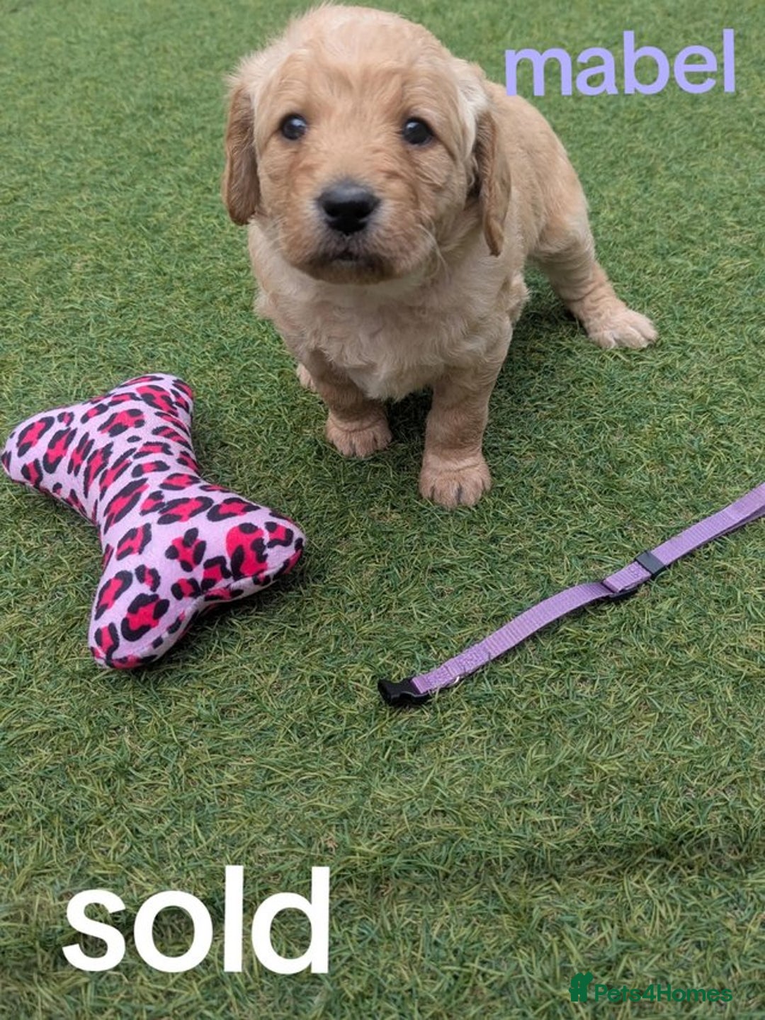 Goldendoodle dogs for sale: golden doodle puppies - Image 4