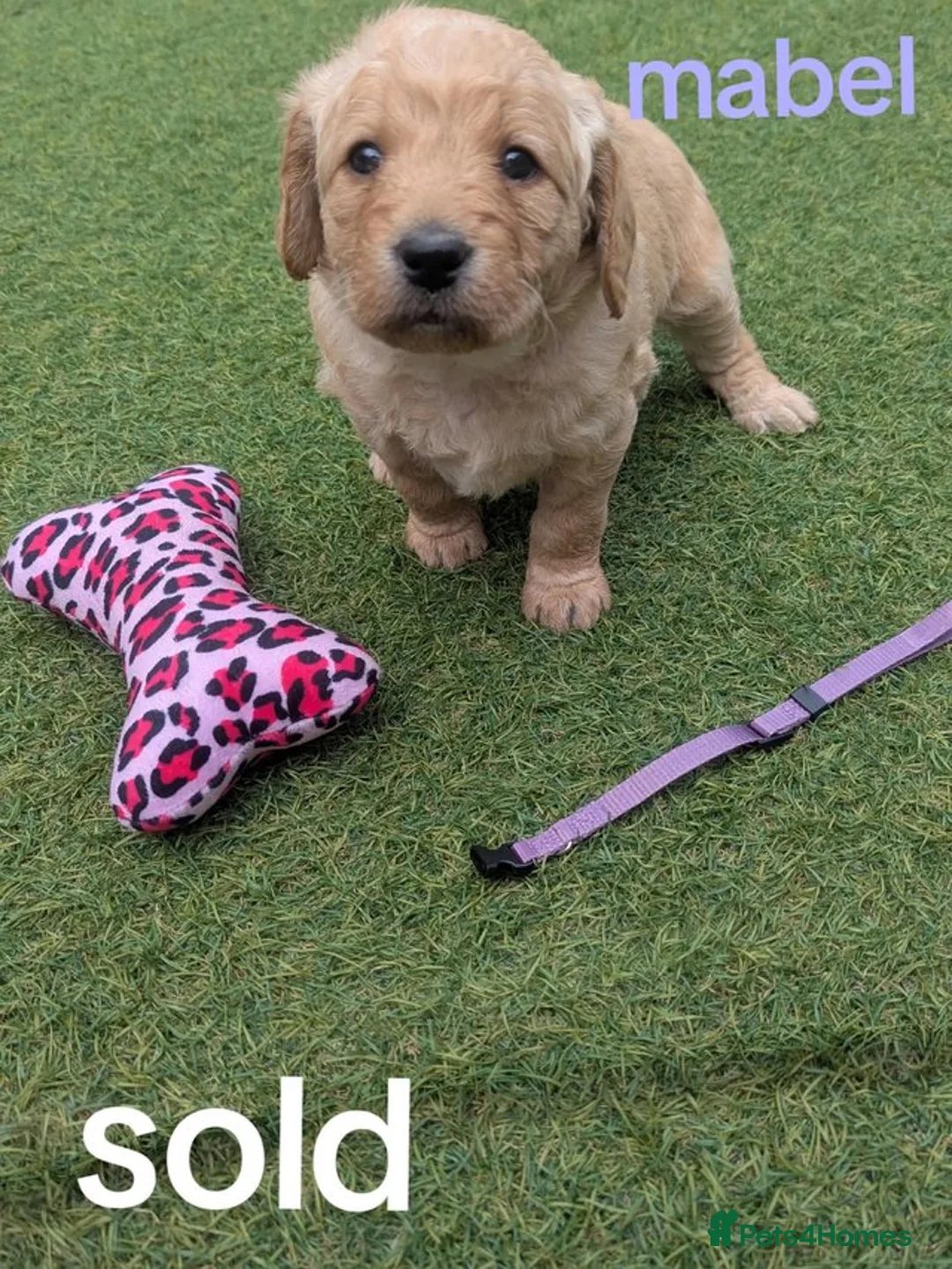 Goldendoodle dogs for sale: golden doodle puppies - Advert 4
