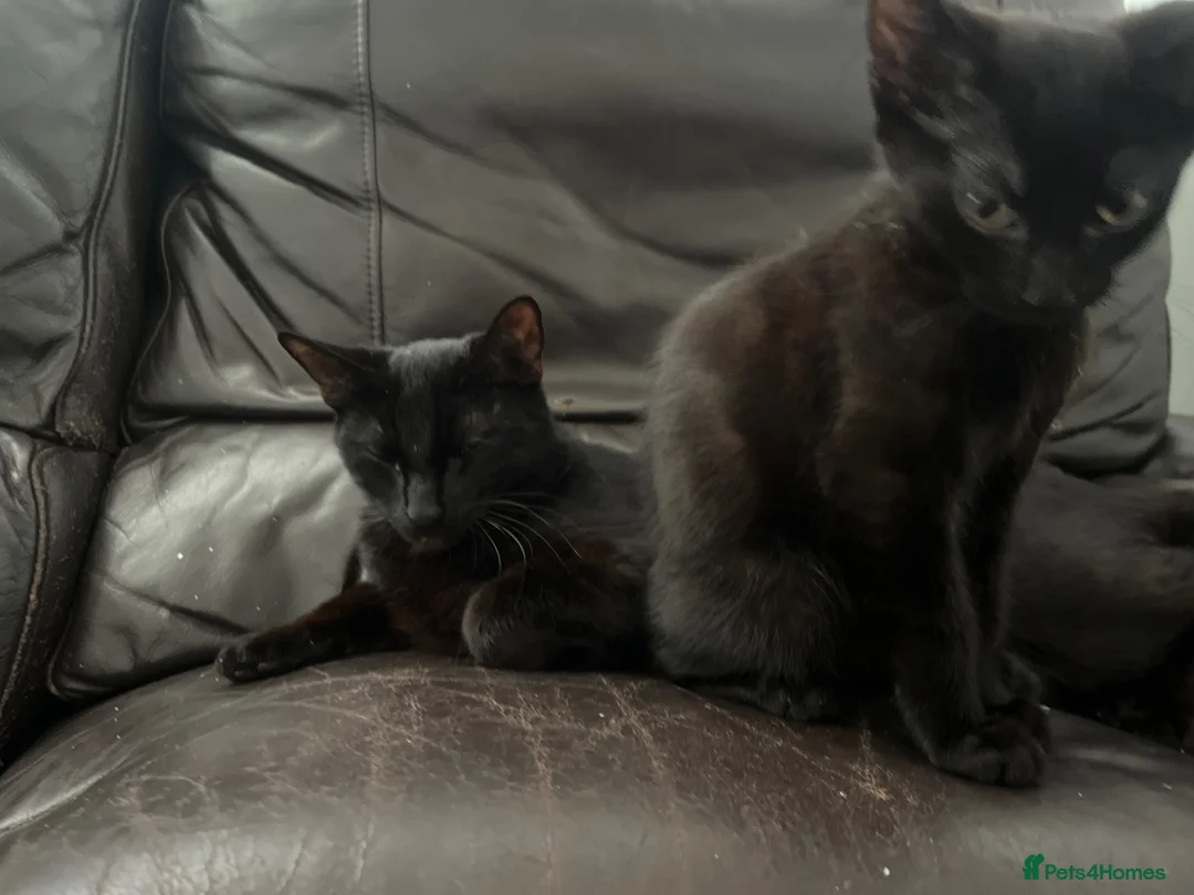 Domestic Shorthair cats for sale: Handsome domestic short hair  in Margate - Advert 3
