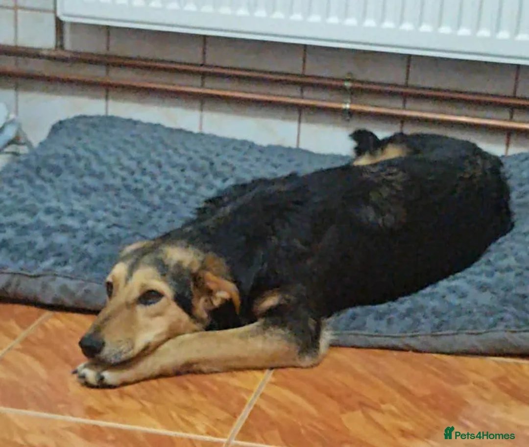Mixed Breed dogs for adoption: 🐾 Meet Larisa - a gentle girl for a Loving Home💛 - Advert 13