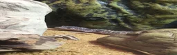 Leopard Gecko reptiles for sale: Mack Snow Leopard Gecko - Advert 4