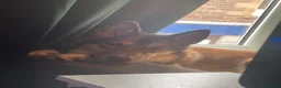 Huskita dogs for sale: Gorgeous and energetic huskita male puppy for sale in Blairgowrie - Advert 3