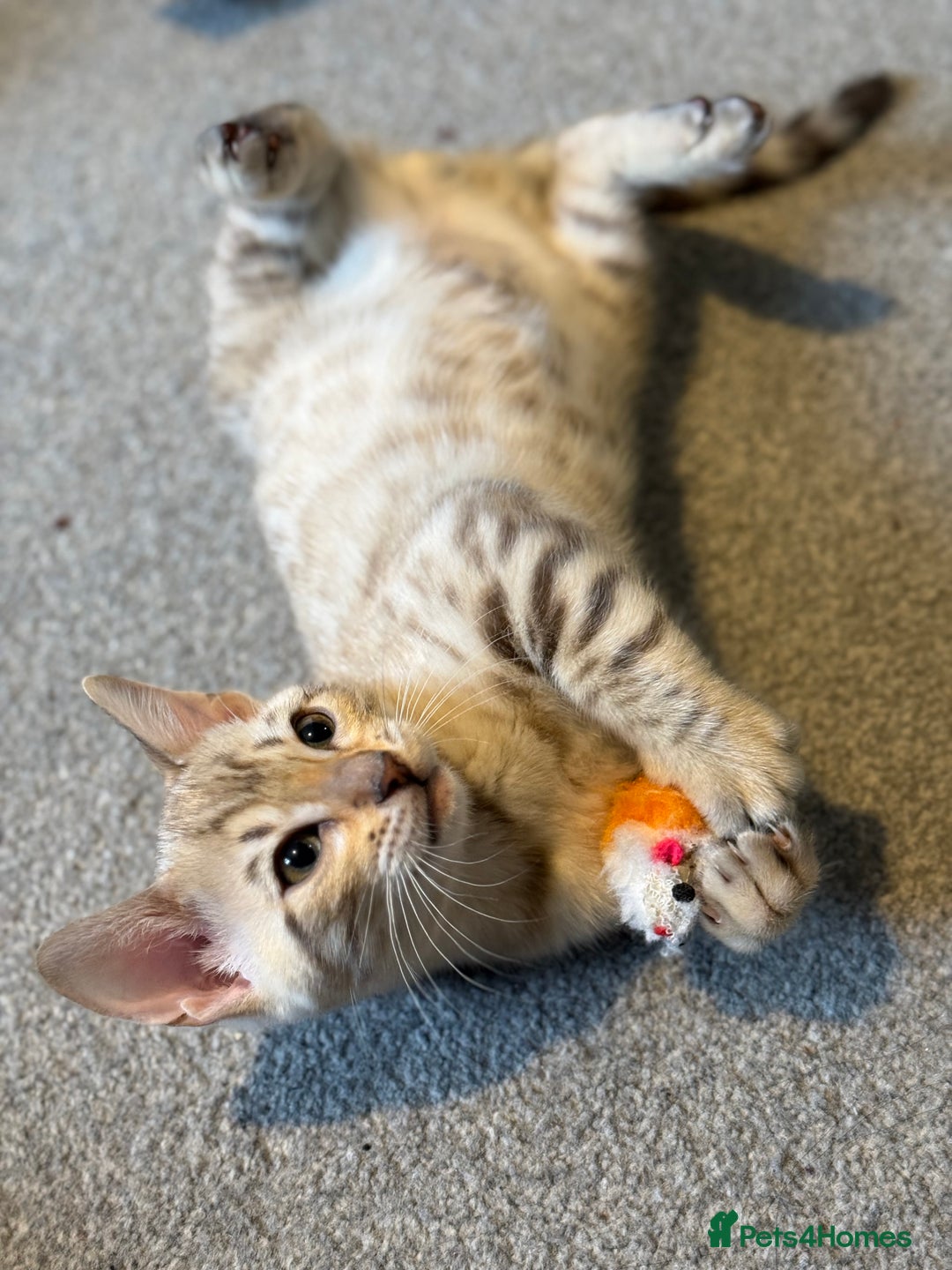 Bengal cats for sale: Pedigree TICA registered Bengal Kittens - Advert 9