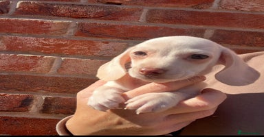 Miniature Dachshund dogs - Advert 1