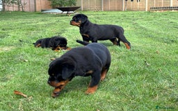 Rottweiler dogs for sale: 🏆Ready to go! By N.1 Stud in the UK METAL!!🏆 - Image 10