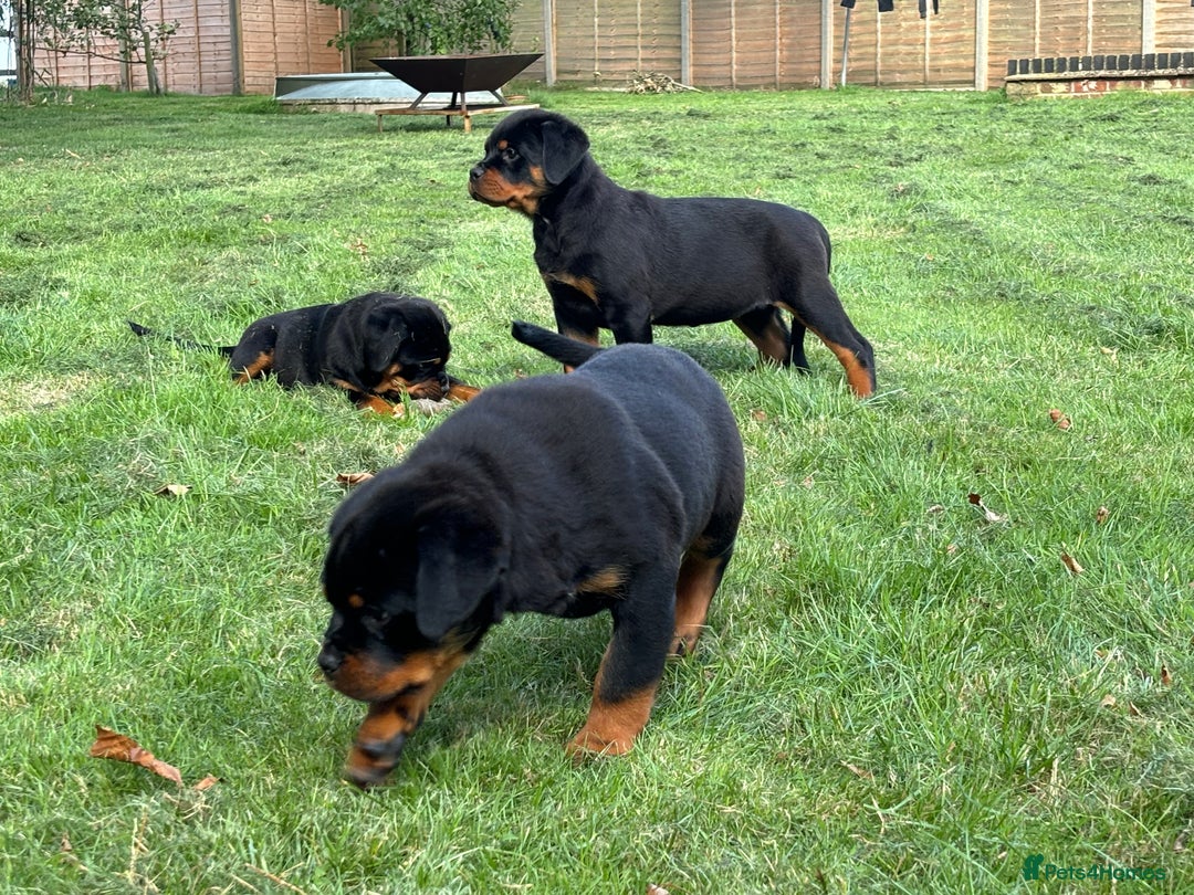 Rottweiler dogs for sale: 🏆Ready to go! By N.1 Stud in the UK METAL!!🏆 - Image 10