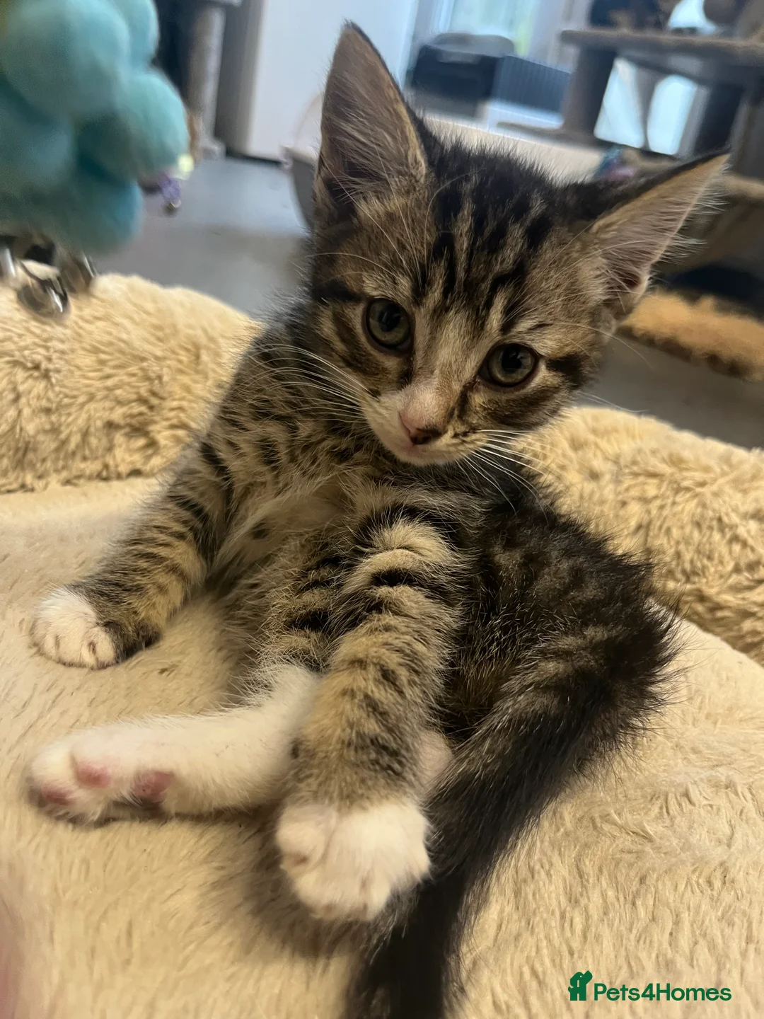Mixed Breed cats for sale: Stunning 7 week old Mixed Breed Male Tabby Kittens - Advert 7