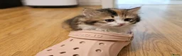 British Shorthair cats for sale: Beautiful British Shorthair & Longhair Kittens - Advert 12