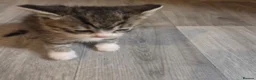 British Shorthair cats for sale: 1 boy tabby and 1 girl more white and abit tabby - Advert 4