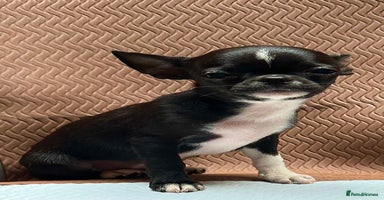 Chihuahua dogs - Advert 12