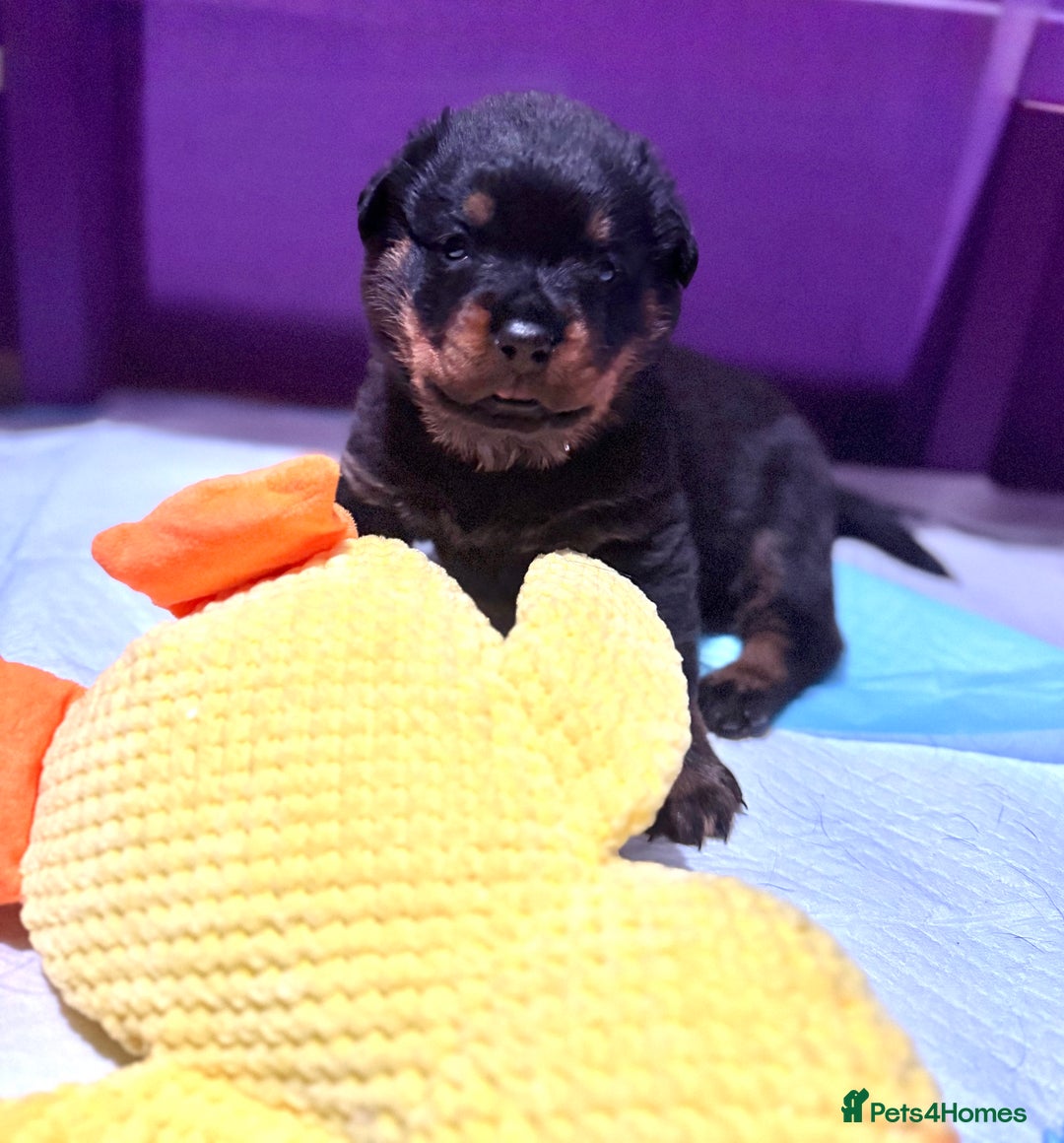 Rottweiler dogs for sale: Beautiful Purebred Rottweiler Puppy - Image 4