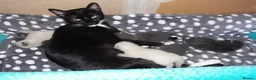 Mixed Breed cats for sale: Beautiful kittens, serious loving homes only in Broxburn - Advert 6