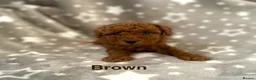 Schnoodle dogs for sale: Beautiful Schnoodle Pups - Advert 9