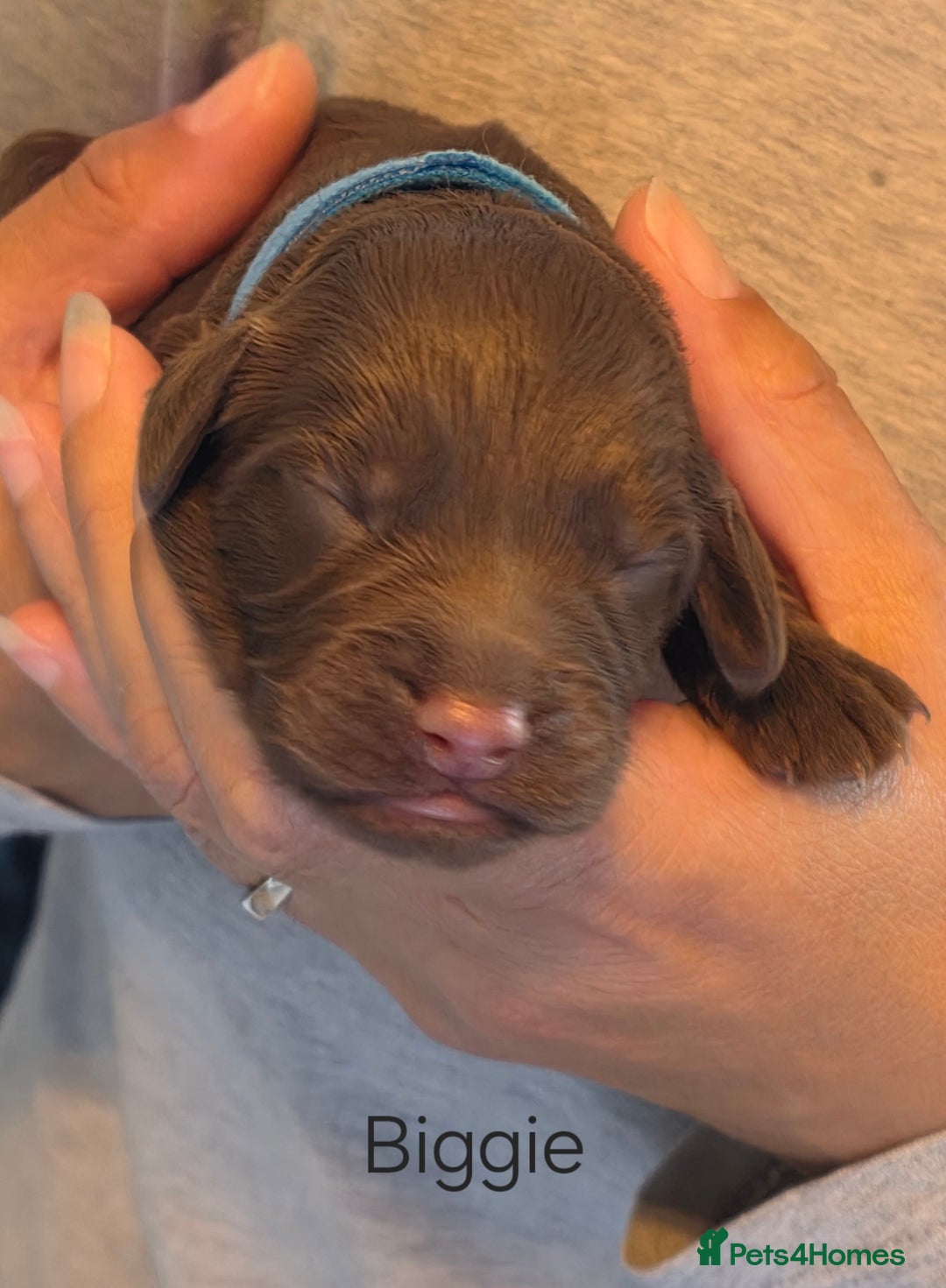 Cockapoo dogs for sale: Adorable F2b Cockapoo Puppies – Ready to Reserve  - Image 11
