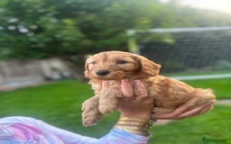 Cockapoo dogs for sale: Cockapoo pups for sale  - Image 5