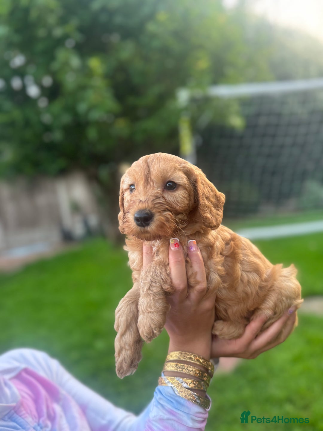 Cockapoo dogs for sale: Cockapoo pups for sale  - Image 5