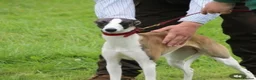 Whippet dogs for sale: Outstanding kc whippet - Advert 4