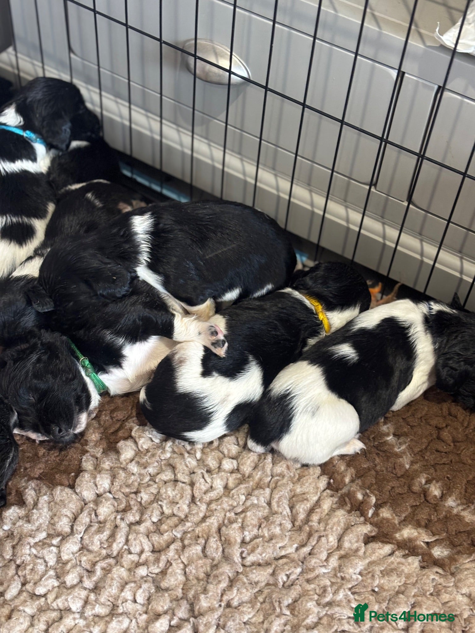 English Springer Spaniel dogs Kc health tested Springer spaniel pups  - Advert 2