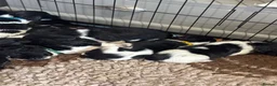 English Springer Spaniel dogs for sale: Kc health tested Springer spaniel pups  - Advert 2