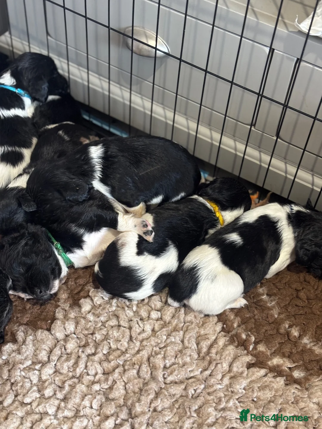 English Springer Spaniel dogs for sale: Kc health tested Springer spaniel pups  - Advert 2