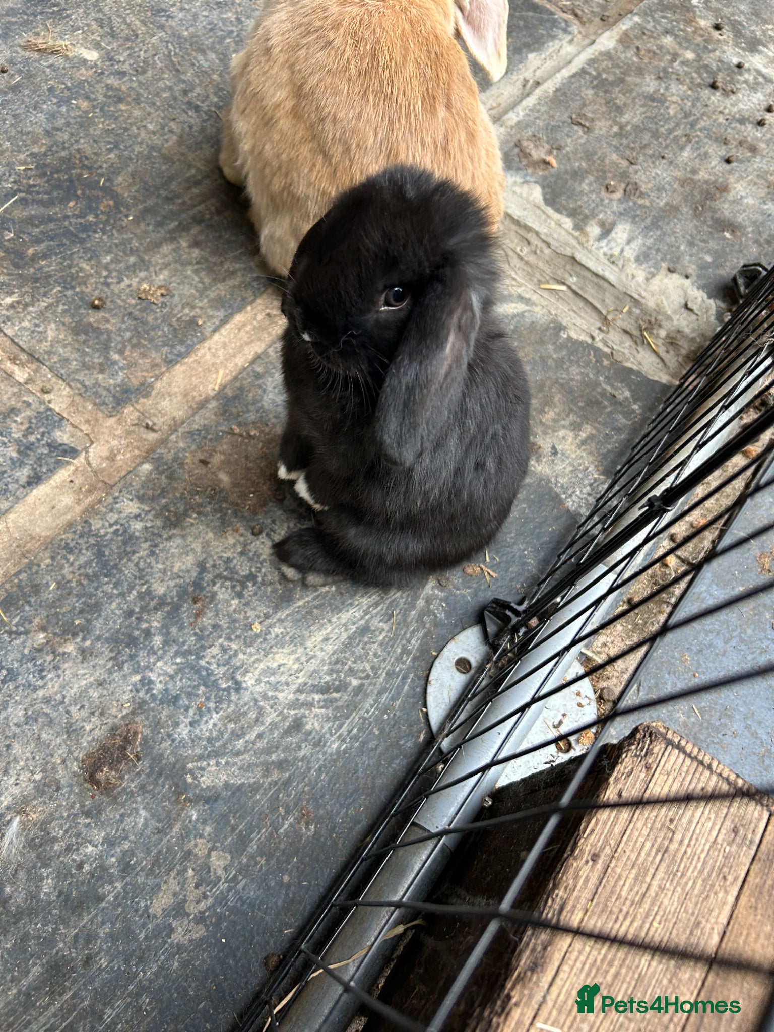 Mini Lop rabbits Gorgeous Mini Lop Babies various colours  - Advert 2