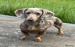 Miniature Dachshund dogs for sale: ‼️‼️Miniature Dachshund Puppies ‼️‼️ - Image 14