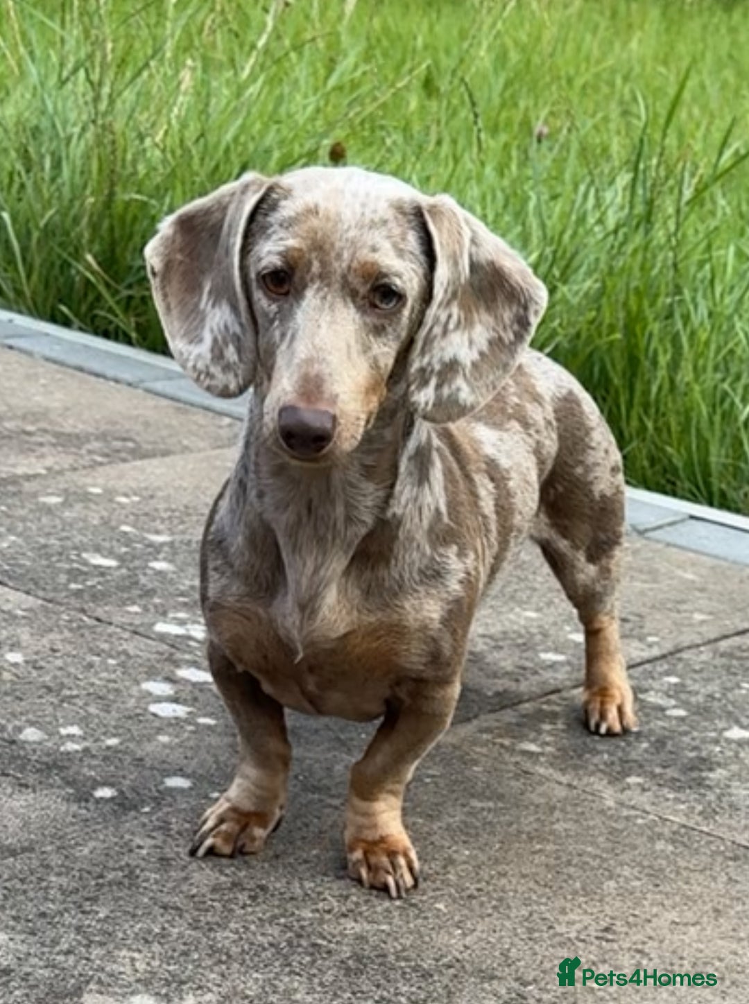 Miniature Dachshund dogs for sale: ‼️‼️Miniature Dachshund Puppies ‼️‼️ - Image 14